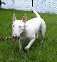 BullTerrier Willie at Play