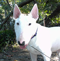Bull Terrier Willie