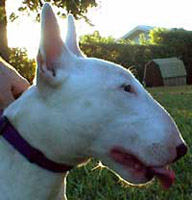 BullTerrier Profile
